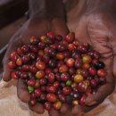 사랑을 볶는 카페 이미지