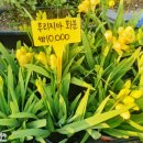 자뎅드로즈