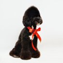 베리애견미용 이미지