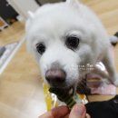 펫씨유 | 애견용품 24시 무인애견샵 씨유펫! 강아지간식 구입 후기