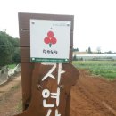 일헌농원 Daum카페