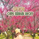 남평문씨본리세거지 주차장 | "대구 봄 시작되면 꼭 들르는 곳", 남평문씨본리세거지 매화꽃 명소