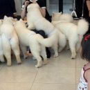 강아지나라 | 송도 대형 강아지 카페 - 인형의 나라