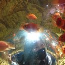 석순이네민물매운탕 | 충북 단양 방문