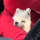 몽슈슈 강아지 | 강아지 차멀미방지 카시트 추천 - 몽슈슈 몽카시트 베리레드 댕댕이카시트 반려견카시트 펫카시트