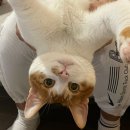 냥집사 | //후기// 초보 냥집사의 내돈내산 고양이 모래 비교다 냥-🐱💩