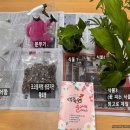 농업회사법인(주)에스펠리어-백종원플라워 교육농장(수경재배 식물)