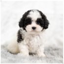 토이 켄넬 이미지