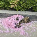 행복이불 이미지