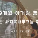 사지목나무그늘