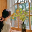 세이스테이 이미지