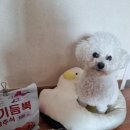 사료천국 | 폴리데이 고기듬뿍 사료 후기 육류단백질 80% 이상 기호성 좋은 오븐베이크 사료
