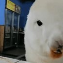 알파카미디어