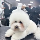 이로애견미용실 이미지