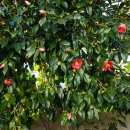 동백나무[Theaceae (차나무과) ＞ Camellia (동백나무속) ＞ japonica (동백나무)] 이미지