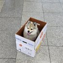 피스켄넬 | 다사다난했던 6월의 섬 강아지와 백패킹 《대이작도》 애견 동반해서 간 후기