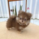 강아지분양 꽃강아지 중랑점 | 중계동강아지분양 꽃강아지중랑점 강아지분양 믿을 수 있는 곳