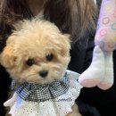 개벤져스(Gaevengers) 이미지