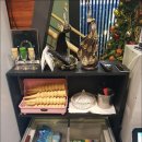 더 소야소 이미지