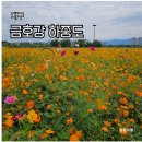 금호강하중도 | 대구 가볼만한곳 금호강 하중도 코스모스 정원박람회 나들이