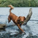 행복한강아지 이미지