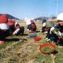 빛의 소나타 이미지