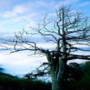 [뉴에이지]William Ackerman의 앨범...."Conferring with the Moon : Pieces for Guitar" 이미지