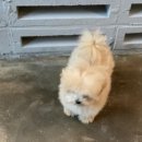 츄츄독