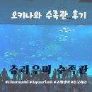 아기상어수족관 | 오키나와 츄라우미 수족관 아기랑 관람 후기! 주차장 P7 명당, 돌고래쇼 시간 & 유모차 관람 팁