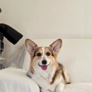 스테이다독 이미지