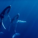 고래스크린 이미지