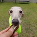 개스키라빈스 이미지