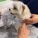 (주)스타몽 | 서울 애견호텔 혼자 있는 반려견 위해 스타몽 강아지 호텔링 선택