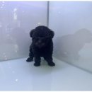 강아지와 고양이 이미지