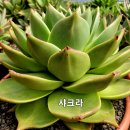 샤크라 이미지