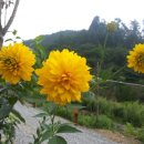 곰배누리 이미지