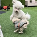 더봄애견 이미지