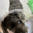 가람동물병원 | 인창동 가람 동물병원 : 노령견 치근단 농양 치료기, 치료비용, 후기