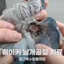 날개병원 | 💙블루 퀘이커 날개 골절 수술 후기, 앵무새 날개 골절 치료 과정!