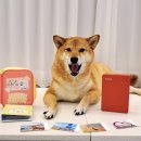 주식회사 레드플레이 | 캐논 셀피 QX20 휴대용 미니 포토프린터 사진인화기 추천