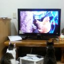 TV를 시청하는 고양이 父子 이미지