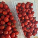 고령과일채소 | [산지직송]뿌리깊은청년 고령 대추 방울토마토 4kg 한번 맛보면 멈출 수 없어!