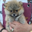 퍼피루미 옥정점 이미지