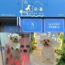 24시애견미용 | 송도 24시 애견셀프목욕 유폴 후기 (무인용품,이용방법)