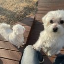 우리집 똥강아쥐 | HBD 2 me ⛧*̩̩͙⸝⋆