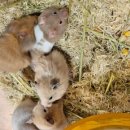 매산리 538 이미지