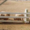 현기목장 이미지