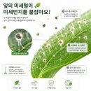 자은 이팝나무 가로수길 | 벚꽃 지고 핀 하얀 꽃, 알고 보니 미세먼지 먹는 하마?