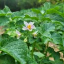 (주)풀내음 이미지