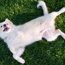 24시알파동물메디컬센터 이미지